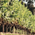 viñedo